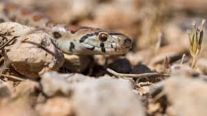 We did not find results for: Arti Mimpi Membunuh Ular Yang Bermakna Buruk Muncul Penggoda Hingga Ada Orang Yang Berencana Jahat Tribun Jatim