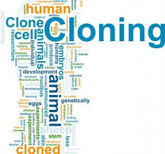 Human Cloning Concur Or Differ Essay Argumentative Essay Health Care Reform