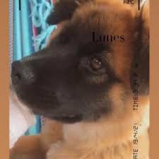 Cachorros de spitz pequeños, disponibles 3 machos, vacunados, desparasitados, garantía sanitaria, contrato de venta, revisión gratuita en nuestra clínica veterinaria. Protectora Baix Vinalopo Perros En Adopcion