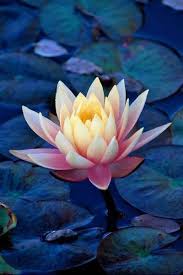 fotos de flores おしゃれまとめの人気アイデア pinterest rhonda fitzjerrells 睡蓮 花 美しい花 蓮 の花