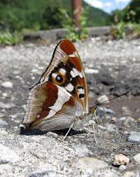 Image result for Apatura iris