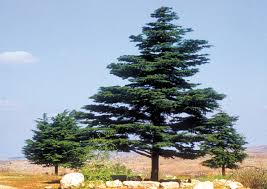 We did not find results for: Cedar Trees Your Guide To These Aromatic Softwoods The Dirt Doctors