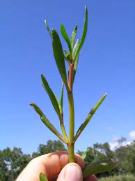 It helps stabalize shorelines and dunes and is great and very useful for preventing erosion. Sesuvium Portulacastrum Sea Purslane