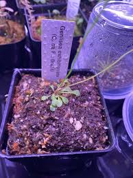 Image result for Genlisea