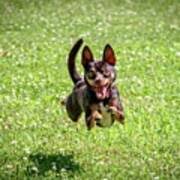 Flying Dog Art Print