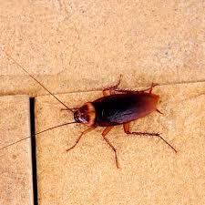 Be safe from dengue, chikangunya and other diseases with a quick, odourless and safe pest control service in pune. Sarasota Charlotte County Pest Control Lawn Care Venice
