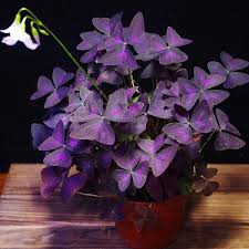 Haz tu pedido de cupcakes para el día de la madre. El Senor De Las Plantas Ø¹Ù„Ù‰ ØªÙˆÙŠØªØ± Dicen Que Es De Buena Suerte Un Trebol Pero Uno Morado Seguro Lo Es Mas El Trebol Purpura Oxalis Triangularis Es Una Planta Que Podemos