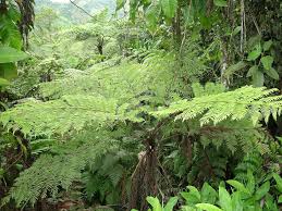 Image result for Cyathea manniana