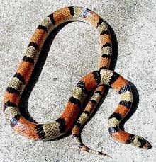 Texas Scarlet Snake Subspecies Cemophora Coccinea Lineri Inaturalist Org Snake Scarlet Texas