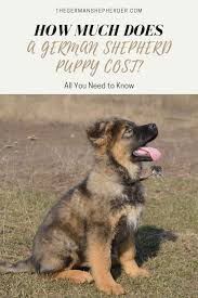 How much does it cost to breed german shepherds according to cryslen, a professional humane breeder, the average cost to raise a responsibly bred litter of puppies is just over $7,000. How Much Does A German Shepherd Puppy Cost The German Shepherder German Shepherd Puppies Shepherd Puppies Gsd Puppies