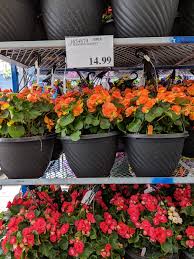 When does costco garden centre open. Is Costco Garden Centre Open 2020