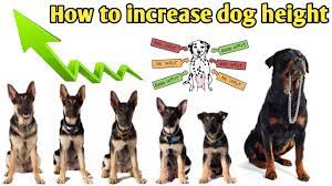 How To Increase Dog Height Increase Dog Body How To Increase Your Dog Height Youtube