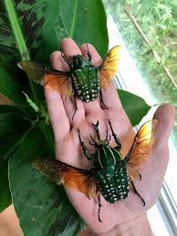 Image result for Macrotyloma africanum