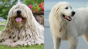 Image result for Komondor