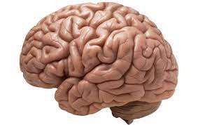 A New Push To Explore The Brain Human Brain Brain Tumor Brain Health
