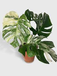 Image result for Selago albomarginata