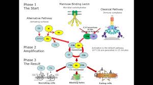Image result for Complement Pathway