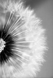 Pin Van Chloe Waelkens Op Beautiful Pics Don T Need Words Foto Zwart Wit Zwart Wit Foto S Zwart Wit