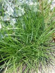 Image result for Eragrostis gummiflua