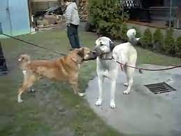 pitbul kangala kafa tutarsa