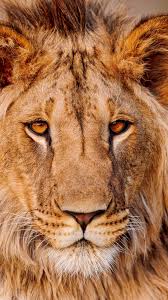 Animal Lion 1080x1920 Mobile Wallpaper Animals Animals Wild Animals Beautiful