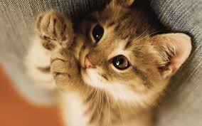 Its wied she has lost maybe 2 in the last 4 months, its so wierd wo see a it is normal. Truths And Myths Of Declawing Your Cat All Pet News