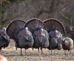 You've bagged a bird... now what?