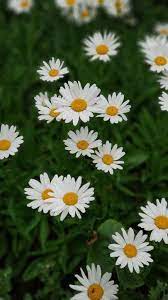 What do you think of these wallpapers? The Latest Iphone11 Iphone11 Pro Iphone 11 Pro Max Mobile Phone Hd Wallpapers Free Download Wallpaper Free Download Iphone Wallpaper Planets Daisy Wallpaper