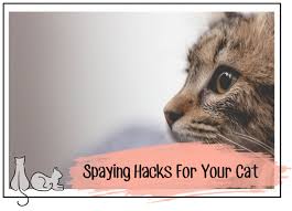 Mar 21, 2021 · treating your cat after surgery. 5 Simple Spaying Hacks For Your Cat Live Long And Pawspurr