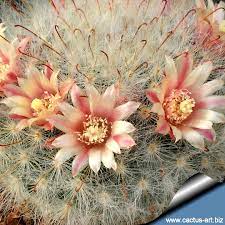 What are these trailing plants with white flowers? Mammillaria Bocasana