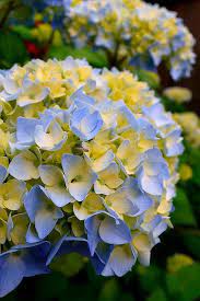 We did not find results for: Blue Yellow Hydrangea 213 Beautiful Flowers Yellow Hydrangea Plants