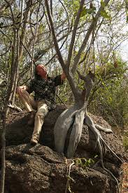 Image result for Cladostemon kirkii