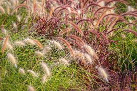 Find images of decorative grass. How To Choose An Ornamental Grass