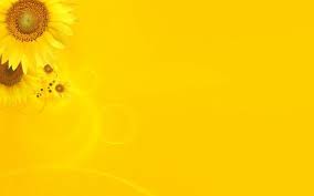 Flower Yellow Wallpaper 1920x1200 Yellow Wallpaper Sunflower Wallpaper Yellow Background