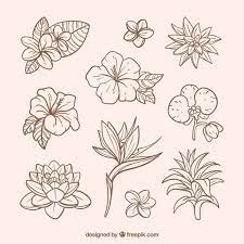We did not find results for: Www Freepik Com Diy Flowers Tropical Flower Tattoos Flower Drawing Flower Sketches