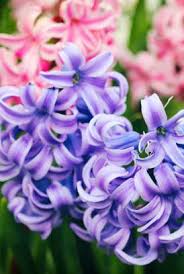 Cost effective, just as beautiful! 12 Best Flowers To Plant For Spring When To Plant Daffodils Tulips Rhododendrons And More