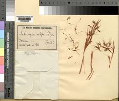 Image result for Hyparrhenia bracteata