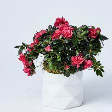 Pink Pacific Azalea Azalea Flower Blooming Plants Plant Gifts