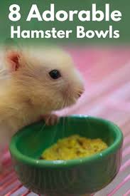 The bright hamster bowl from happy pet is a great way to liven up any hamsters home. 8 Adorable Hamster Bowls That Will Make Both Your Hamster And You Happy Hamsters 101