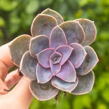 You can choose from floral leaves, flowers, carnations, or even tulips. Echeveria Purple Pearl Everything You Need To Know About Them