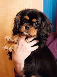 Cavalier King Charles Spaniel Graceful And Affectionate King Charles Dog Cavalier King Charles Dog King Charles Cavalier Spaniel Puppy