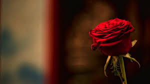 Browse millions of popular beach rose wallpapers and ringtones on zedge and personalize your phone to suit you. Rose Desktop Wallpapers Top Free Rose Desktop Backgrounds Wallpaperaccess