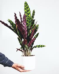 Image result for calathea