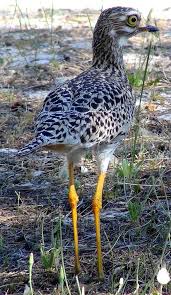 Cape Town In Photos Pet Birds Beautiful Birds Most Beautiful Birds
