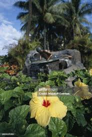 Image result for Hibiscus panduriformis