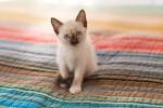 Home | Siamese Seal Point Kittens