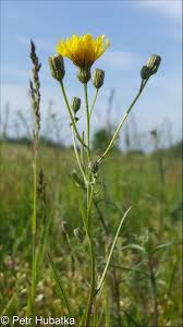 Image result for Crepis