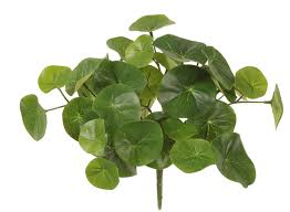 Image result for Stephania