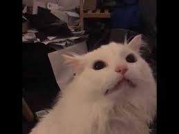 White Cat Meowing Meme Full Video Youtube