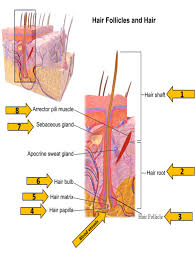 Learn vocabulary, terms, and more with flashcards, games, and other study tools. 2 03 Integumentary System Hair